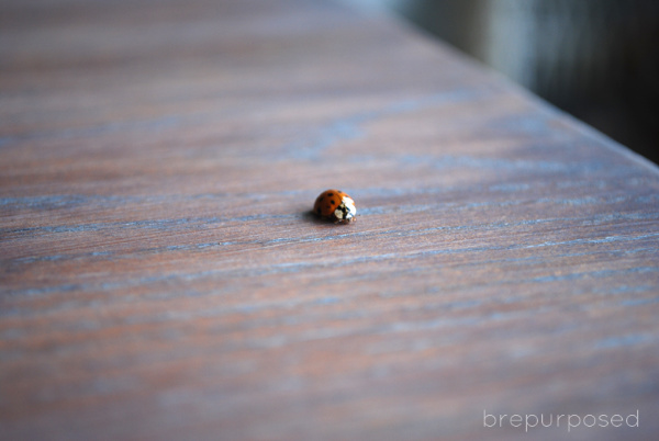 Lady bug