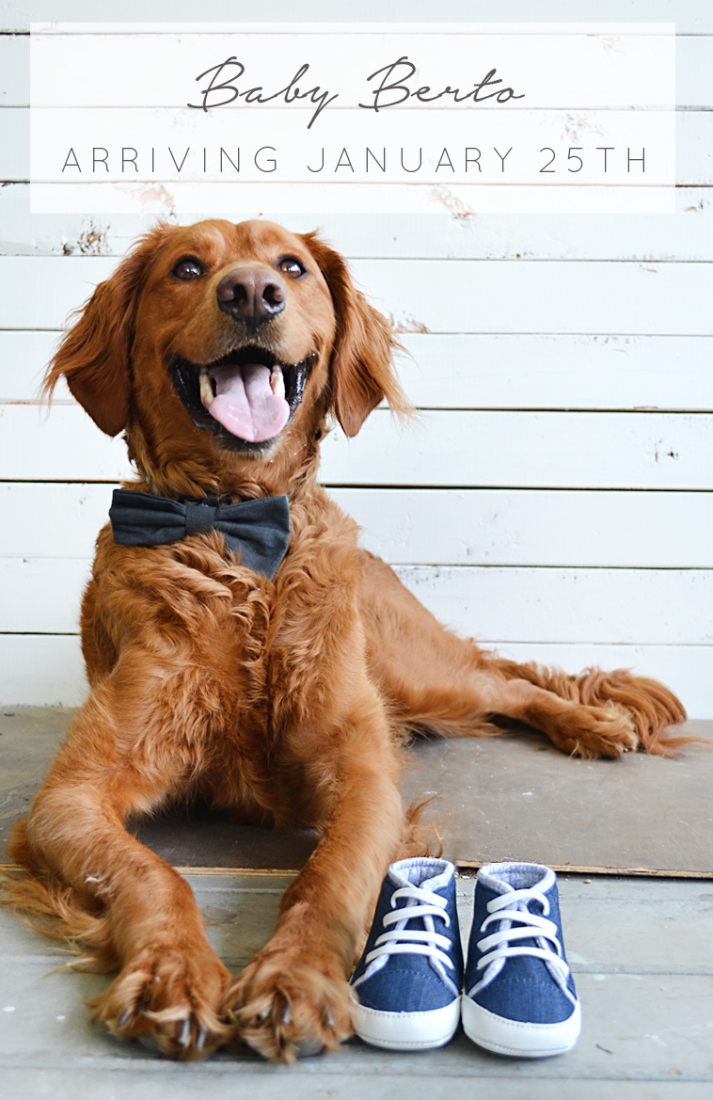 Pregnancy Announcement with Your Dog