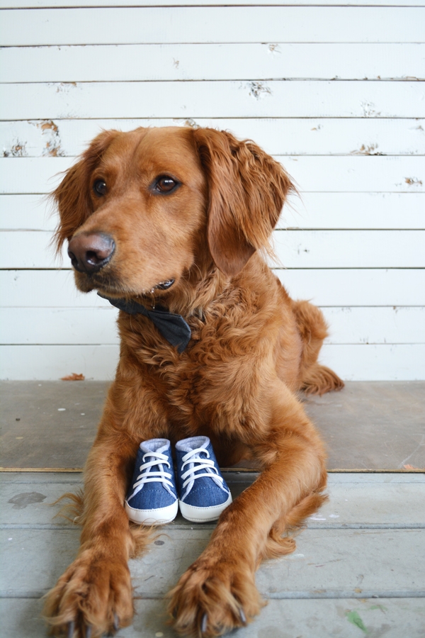 Pregnancy Announcement with Your Dog