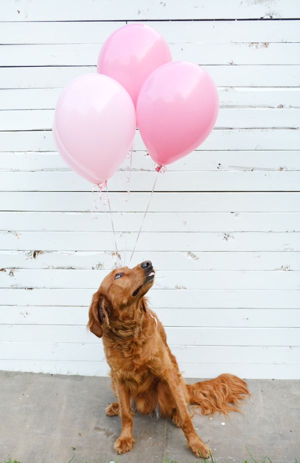 Gender Reveal with your Pet!