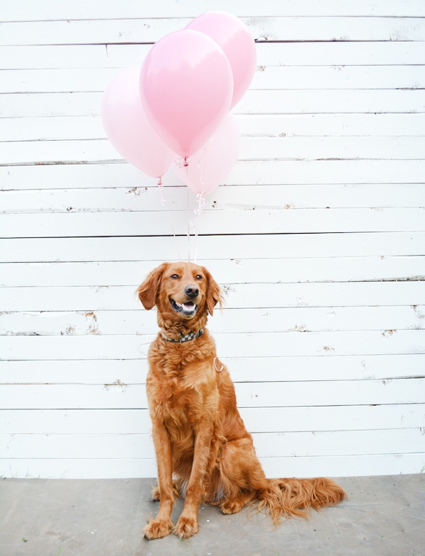 Gender Reveal with your Pet!