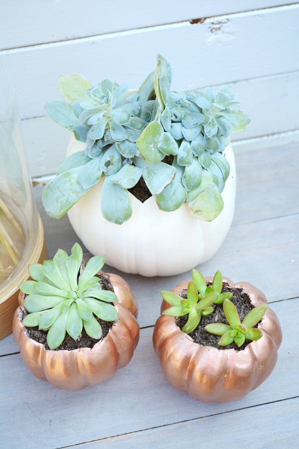 add succulents in pumpkins to create planters for fall
