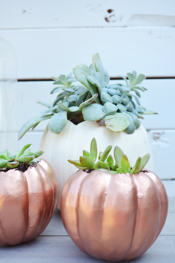 copper pumpkin planter for succulents