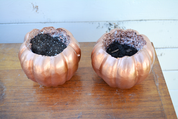 soil filled pumpkins for planters