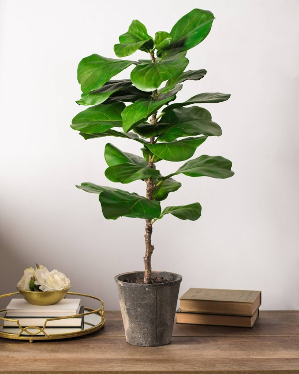 Small Fiddle Leaf Fig