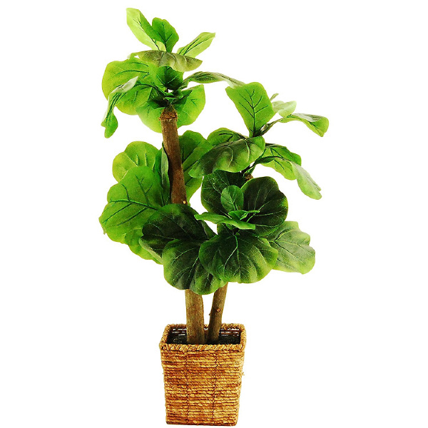 Amazon Fiddle leaf Fig