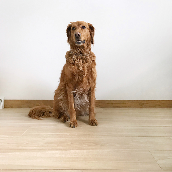 Scratch resistant wood look tile floors